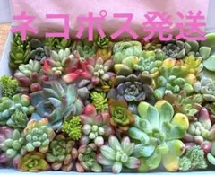 2026年最新】多肉植物 カット苗 詰め合わせ 多肉弁当の人気アイテム