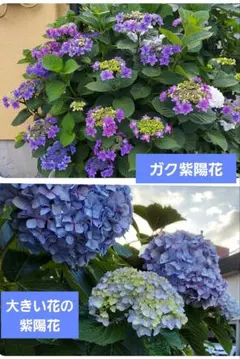 紫陽花カット枝5本 メルカリ便発送致します！ 紫陽花 カット枝 - メルカリ