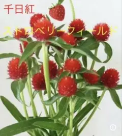 saku sakura様 リクエスト 2点 まとめ商品