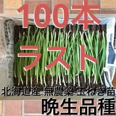 2026年最新】玉ねぎ苗 晩生の人気アイテム - メルカリ