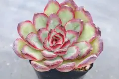 50#観葉植物ア工オニウム錦❤️レッド富士❤️青花磁 ❤️1大頭6子芽