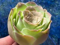 み*き様 No.s511グリーノビア　若画　　アエオニウム　多肉植物