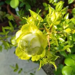 バラ苗挿し木苗　切花品種　枝変わり 1/4より発送致します。