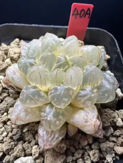 49a 多肉植物 ハオルチア 実生オブツーサ錦糊斑 自家繁殖 鉢植え発送