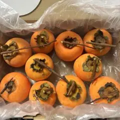 京都　自然栽培　枝付き　渋柿　10個　柿干し柿