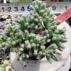 多肉植物 紫晃星♡抜き苗(^○^)