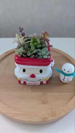 雪だるま　カランコエ　多肉　希少　レア レア モフモフ^_^ 雪だるま 多肉植物 カランコエ｜Yahoo!フリマ（旧