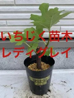 2026年最新】いちじく穂木の人気アイテム - メルカリ
