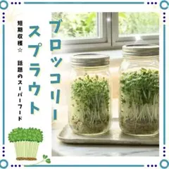 キッチン栽培●ブロッコリースプラウト種　約2000粒　短期収穫⭐️スーパーフードのサムネイル