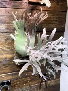 P.willinckii Frosty Maiden Spore 201 - メルカリ