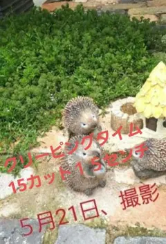 クリーピングタイム たっぷり根付き苗 - メルカリ