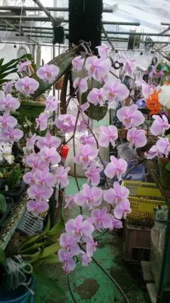 洋蘭 原種 Phal. schilleriana フラスコ苗 - メルカリ