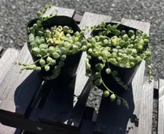 多肉植物　斑入りグリーンネックレス