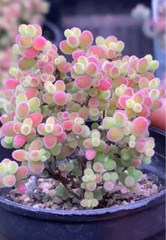 多肉植物　キラキラ　ドロサンテマ　蜜橘 カット3本のサムネイル