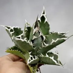 現品　特大　狂刺夕映　アガベ　チタノタ　台湾株　仔株多数　鉢のまま発送　屋外管理 2厳選極上中株 アガベ チタノタ 狂刺夕映 極上強棘 強鋸歯 狂刺刺し