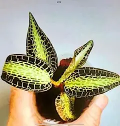 2025年最新】ジュエルオーキッドの人気アイテム - メルカリ