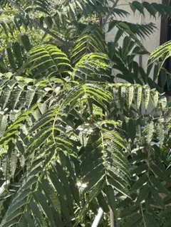 カラスザンショウ　枝付き葉っぱ 3000枚　訳ありミックス　幼虫　餌 カラスザンショウ 枝付き葉っぱ 3000枚 訳ありミックス 幼虫 餌