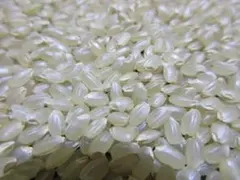 農家直送！新米ハナエチゼン中米ブレンド20キロ白米発送！ - メルカリ