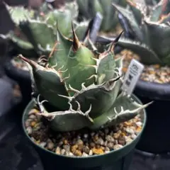 2026年最新】台湾アガベの人気アイテム - メルカリ