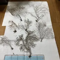 深海植物9-12