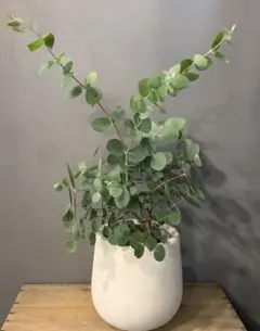 パールアカシア テラコッタ鉢植え 苗 苗木 ミモザ オージープランツ