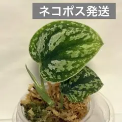 2026年最新】スキンダプサス トリカラー シルバーの人気アイテム