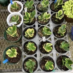 希少種❗️ 金のなる木　斑入り花月　◇抜き苗◇のサムネイル