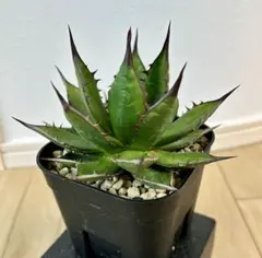 ジェレミー産 Hidden Agave ホリダ×(クリスティニー×ポタトラム) 亮*谷様 ジェレミー産 Hidden Agave ホリダ×(クリスティニー×ポタ
