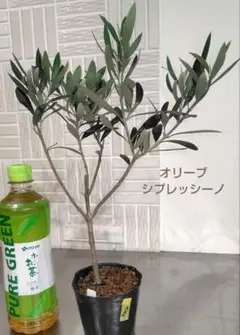 オリーブの苗☆ミッション オリーブの木 苗木【457】 - メルカリ