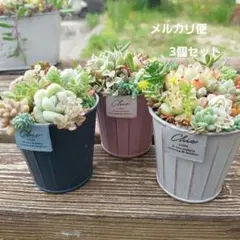 メルカリ便♫多肉植物寄せ植え♫そのまま飾れる♫3匹のこぶたちゃん ❀多肉植物寄せ植え❀ そのまま飾れる♫ - メルカリ
