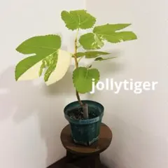 イチジク苗木 TFH-270 Jolly Rancher 挿し木苗 - メルカリ