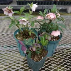 2026年最新】クリスマスローズ開花株の人気アイテム - メルカリ