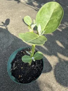 Calotropis gigantea クラウンフラワー （挿し穂苗）のサムネイル