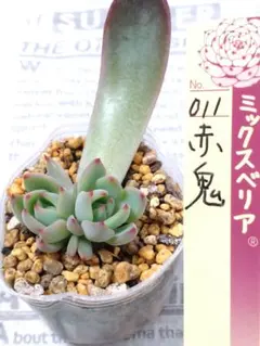 ピカチュー様 リクエスト 2点 まとめ商品