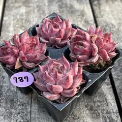 らら☆プロフ必読願います(*´꒳`*)様 リクエスト 2点 まとめ商品