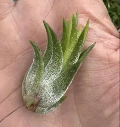 Tillandsia Ionantha Mayan Temple 速達発送 - メルカリ