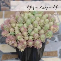 Taki様 リクエスト 4点 まとめ商品