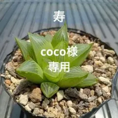 No.1　ハオルチア・レツーサ　寿　抜き苗　多肉植物のサムネイル