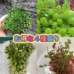 2026年最新】水草の人気アイテム - メルカリ