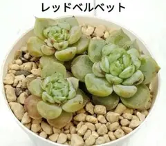 韓国苗 レッドベルベット 抜き苗 根付き 多肉のサムネイル