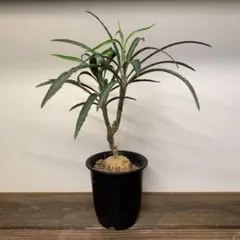 2025年最新】ワリンギアエの人気アイテム - メルカリ