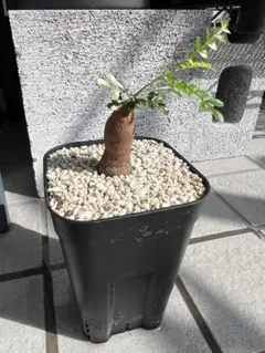 オペルクリカリア パキプス 根挿し1年目 鉢ごとメルカリ便 - メルカリ