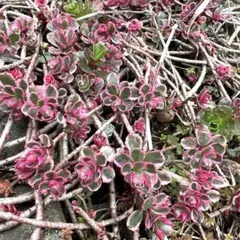 多肉植物 トリカラー 抜き苗 根付き ピンクミニー - メルカリ