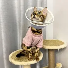 ❤️新品❤️エリザベスカラー 猫 犬 L ソフト 軽量 布製 ストレス軽減 介護用品