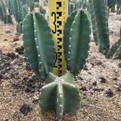 越冬済み　柱サボテン 10頭発根　サボテンブランチ　ロストラータ　メキシコ 越冬済み 大株 10頭発根済み 柱サボテン サボテン サボテン