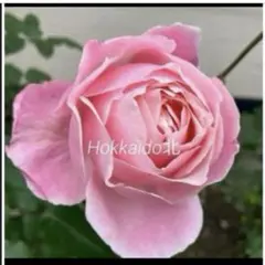北海道〜本州限定販売)クイーンエリザベス　薔薇　挿し木苗　抜き苗のサムネイル
