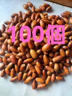 どんぐり　マテバシイ　100個