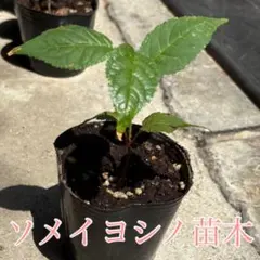 みいこ様 リクエスト 2点 まとめ商品