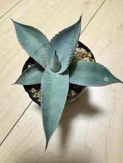 2026年最新】アガベ パリー トランカータの人気アイテム - メルカリ