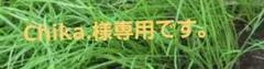 Chika.様専用です。新鮮なニラ